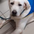 Un futur compagnon handi chiens